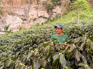 Single Origin
